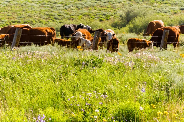 Nötkreatur — Stockfoto