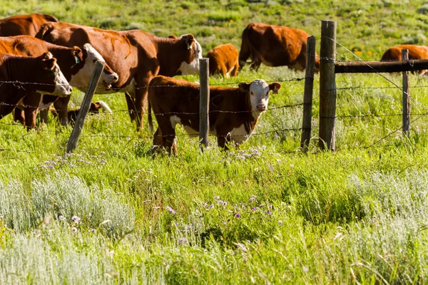 Cattle — Stock Photo, Image