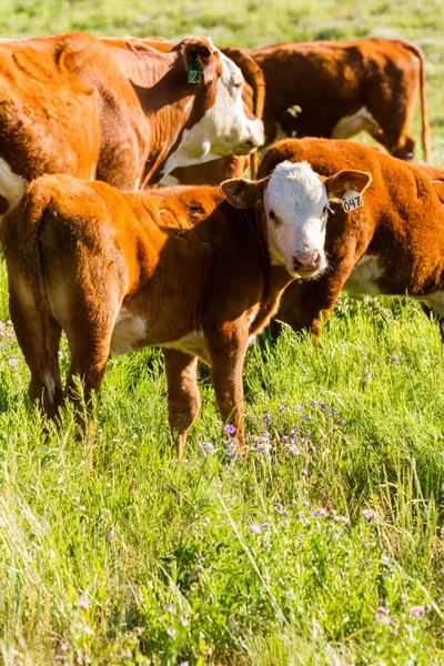 Cattle — Stock Photo, Image