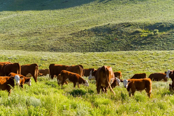 Cattle — Stock Photo, Image