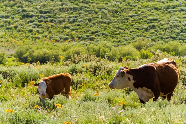 Cattle — Stock Photo, Image