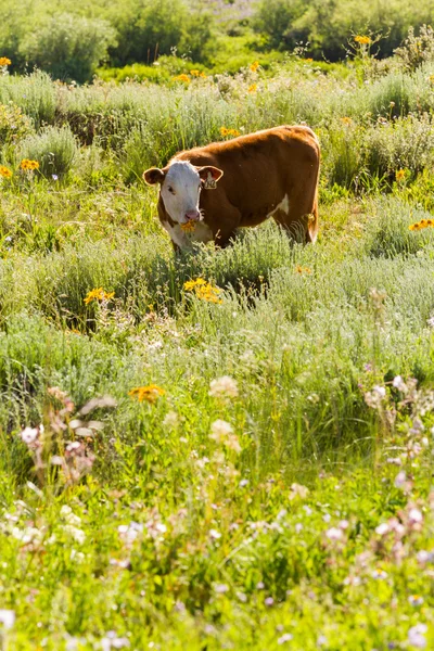 Cattle — Stock Photo, Image