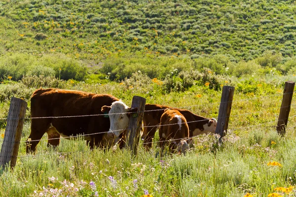 Cattle — Stock Photo, Image