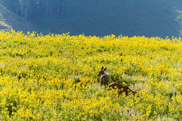 Deer — Stock Photo, Image