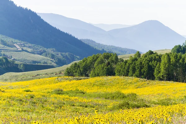 Fiori di campo — Foto Stock