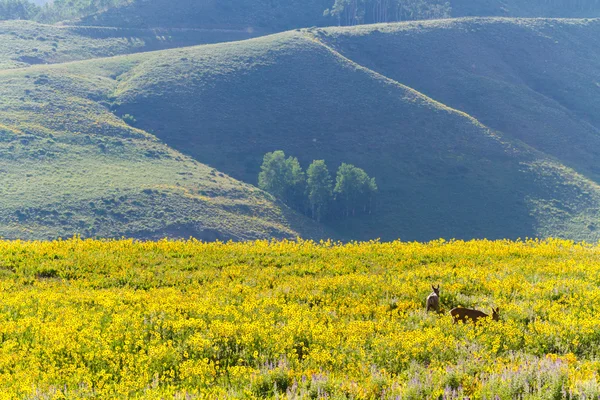 Deer — Stock Photo, Image