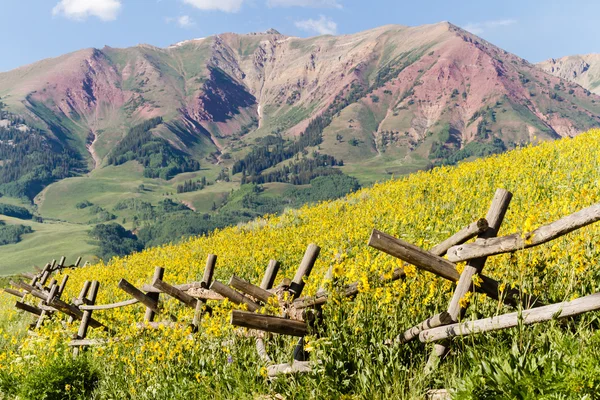 Wildflowers — Stock Photo, Image