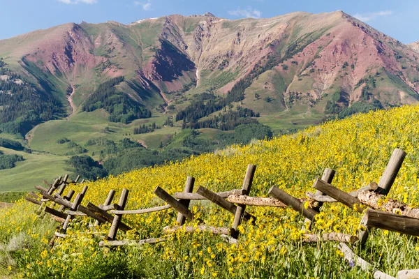 Wildflowers — Stock Photo, Image