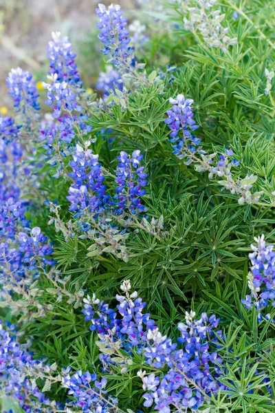 野生の花 — ストック写真