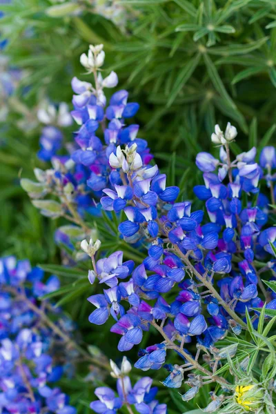 Wildflowers — Stock Photo, Image