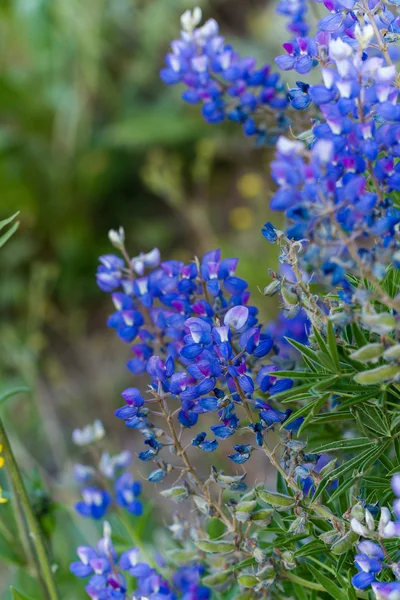 Wilde bloemen — Stockfoto