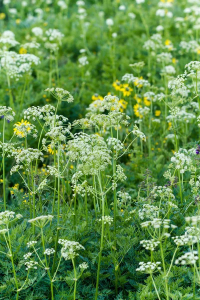 Flores silvestres — Foto de Stock