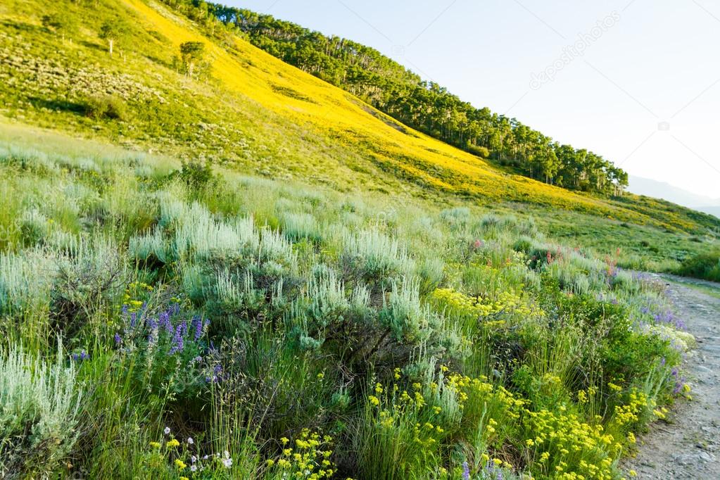 Wildflowers