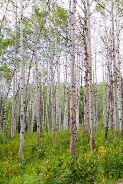 Aspens