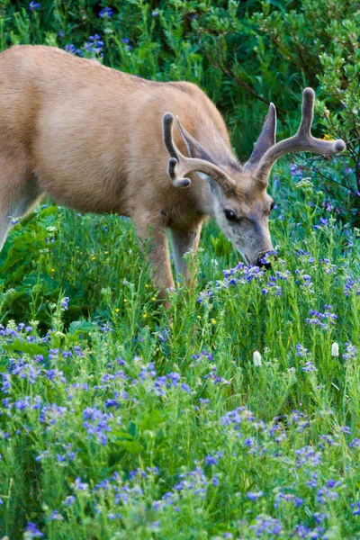 Deer — Stock Photo, Image