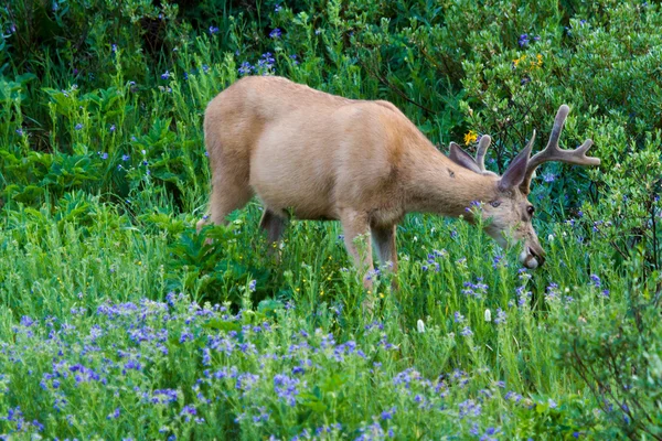 Deer — Stock Photo, Image