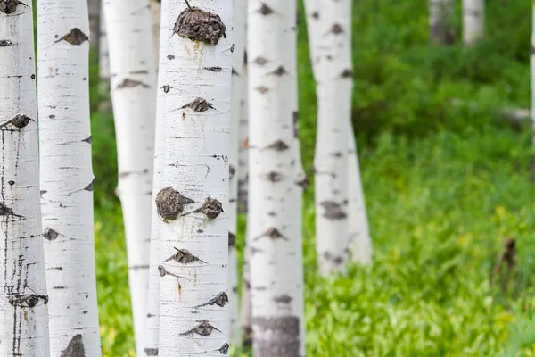 Aspens — Stock Photo, Image