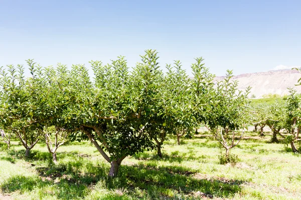 Apple orchard — Stock Photo, Image