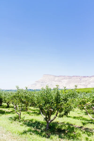 Apple orchard — Stock Photo, Image