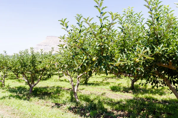 Huerto de manzana —  Fotos de Stock