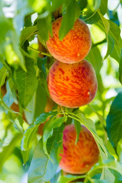 Peaches — Stock Photo, Image