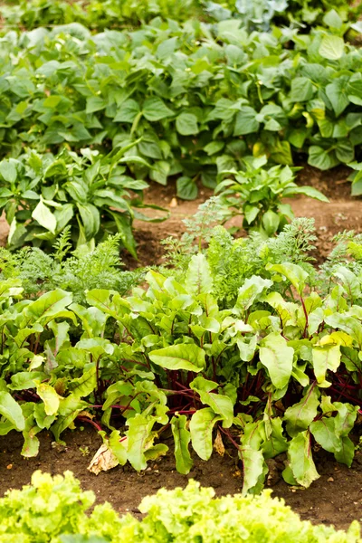 Gemüsegarten — Stockfoto