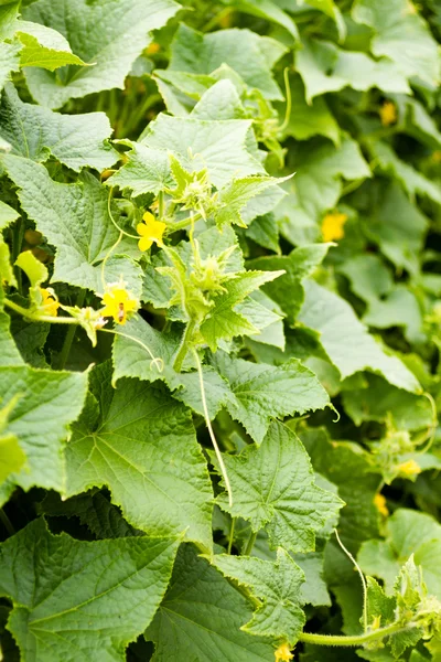 Gemüsegarten — Stockfoto