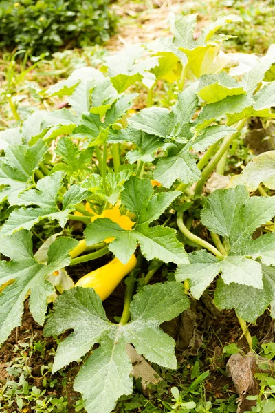 Vegetable garden — Stock Photo, Image