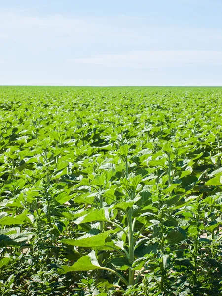 Campo de girasoles —  Fotos de Stock