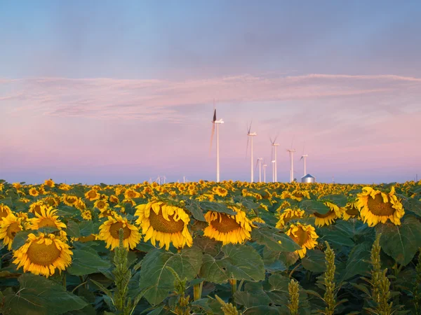 Turbiny wiatrowe i słoneczniki — Zdjęcie stockowe