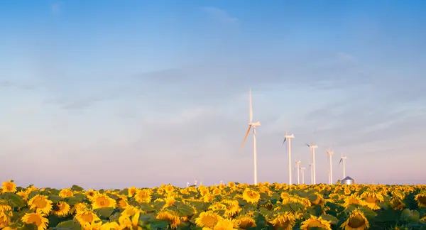 Wind turbines and sunflowers — Stock Photo, Image