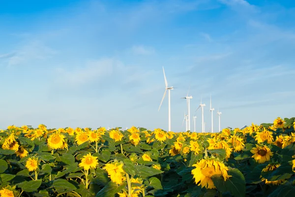 Wind turbines and sunflowers — Stock Photo, Image