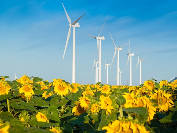 Turbinas eólicas y girasoles —  Fotos de Stock