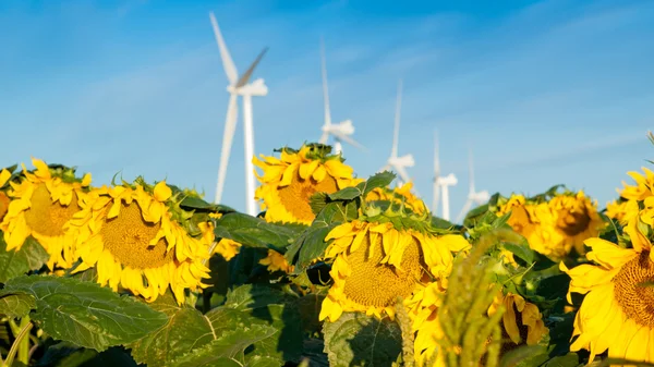 Wind turbines and sunflowers — Stock Photo, Image