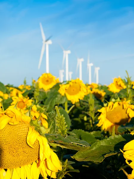 Wind turbines and sunflowers — Stock Photo, Image