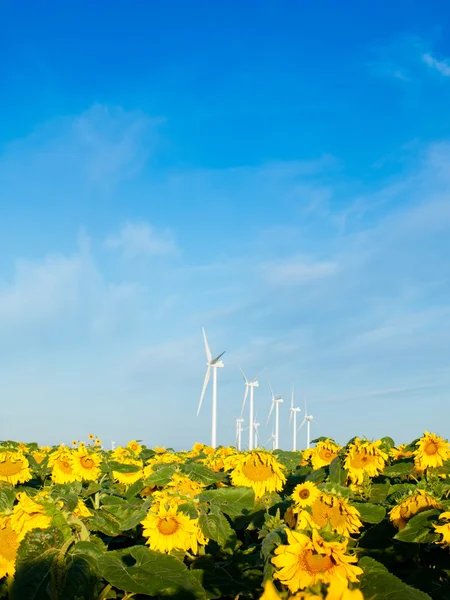 Turbinas eólicas y girasoles —  Fotos de Stock