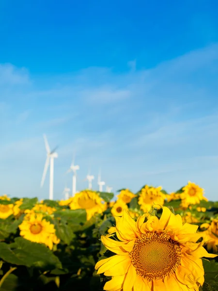 Wind turbines and sunflowers — Stock Photo, Image