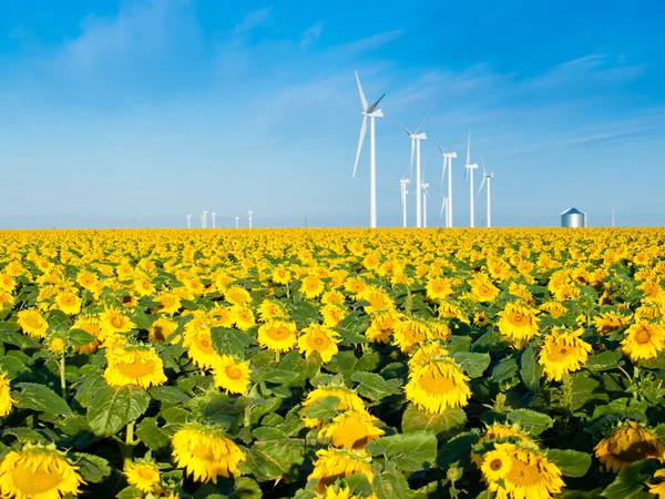 Wind turbines and sunflowers — Stock Photo, Image