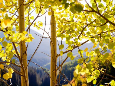 Altın aspens