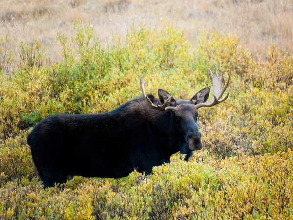 Moose — Stock Photo, Image