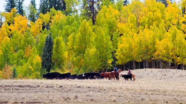 Cattle Drive — Stock Photo, Image