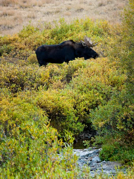 Moose — Stock Photo, Image