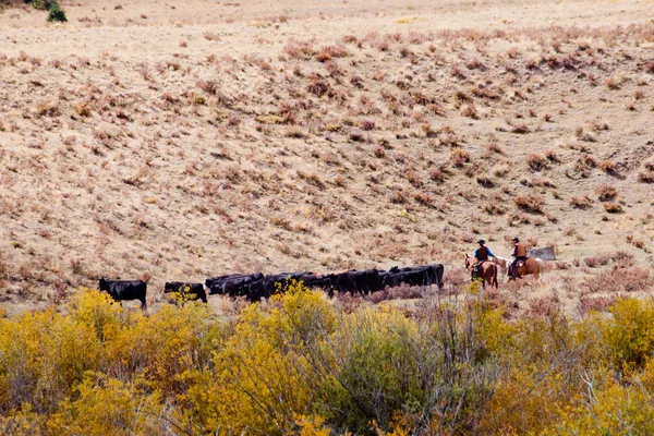 Entraînement du bétail — Photo