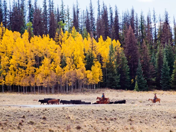 Cattle Drive — Stock Photo, Image