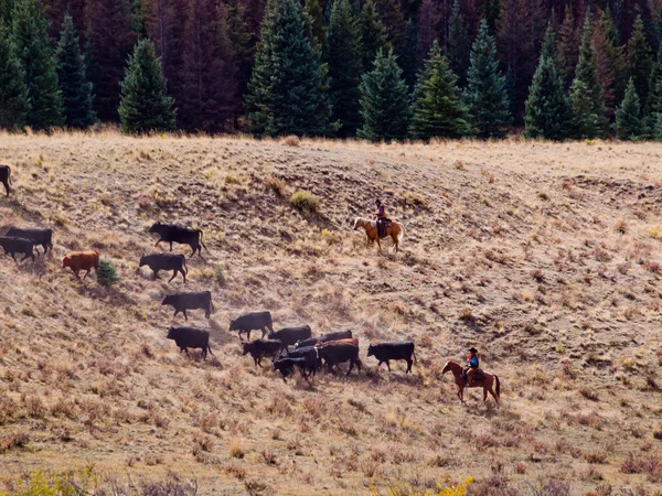 Cattle Drive — Stock Photo, Image