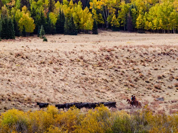 Cattle Drive — Stock Photo, Image