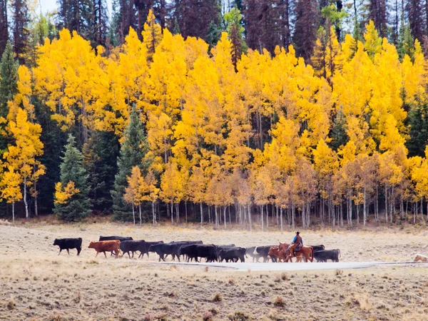 Cattle Drive — Stock Photo, Image