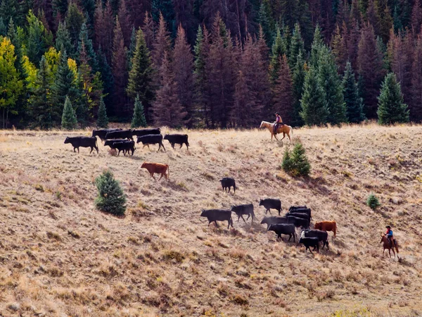 Cattle Drive — Stock Photo, Image