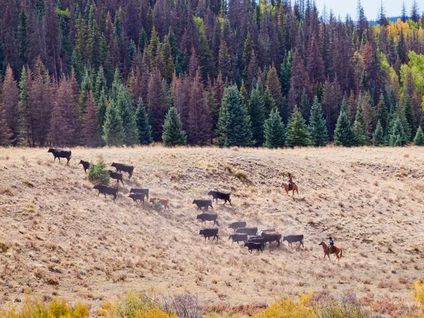 Cattle Drive — Stock Photo, Image