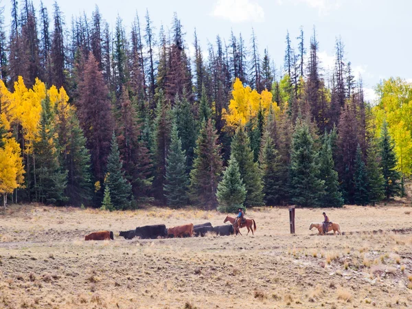 Cattle Drive — Stock Photo, Image